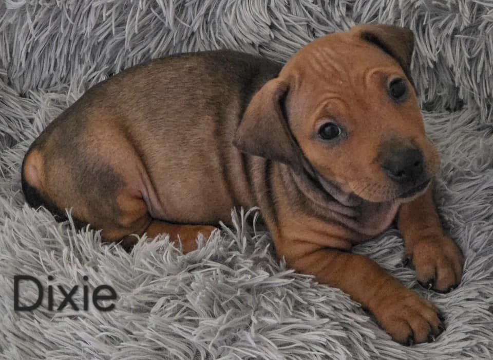 Dixie (puppy) Dixie (puppy)